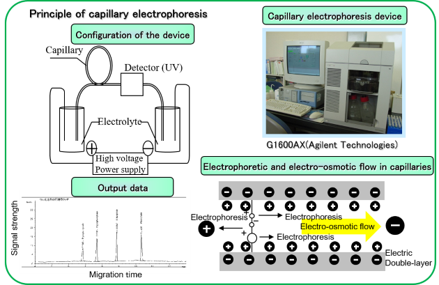 Principle of capillary electrophoresis_Eng version